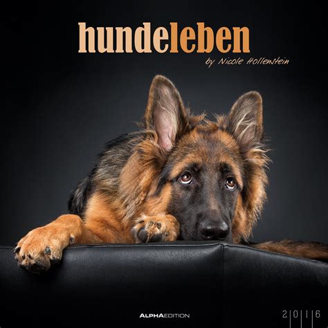 hundeleben 2016 bildkalender tierkalender foliendeckblatt PDF