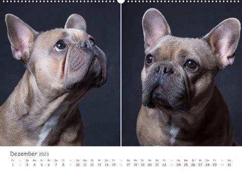 hundeportraits wandkalender wundersch ne k nstlerin monatskalender PDF