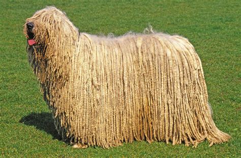 hungarian dog breeds komondor