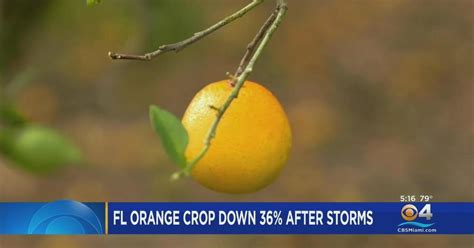 hurricane milton deals another blow to florida's struggling citrus industry