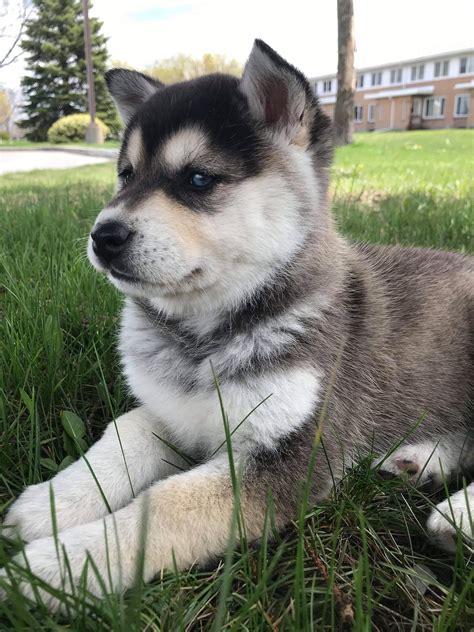 husky inu