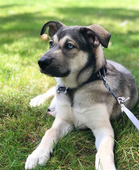 husky lab retriever mix