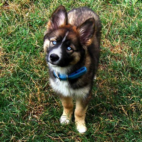 husky mix with collie