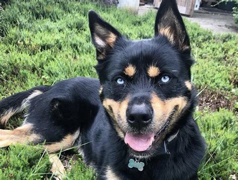 husky rottie mix