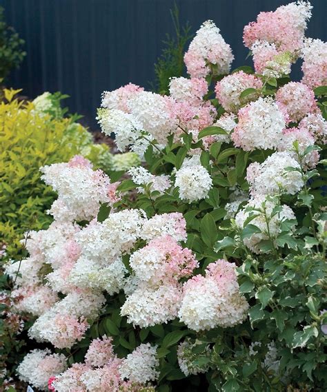 hydrangea white pink