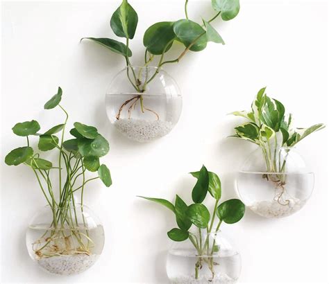 hydrocultuur kamerplanten leven in water PDF