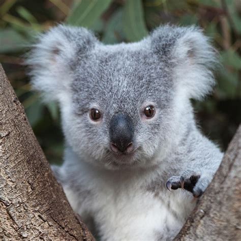i am a little koala mini i am series Kindle Editon
