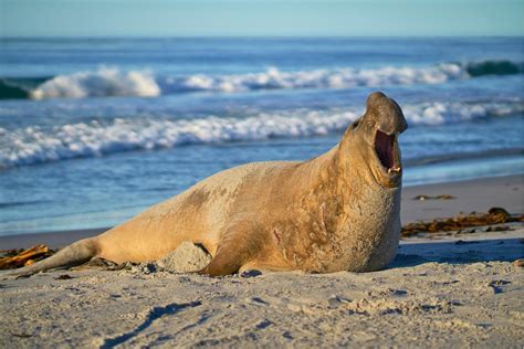 i am a seal the life of an elephant seal i live in the ocean Epub