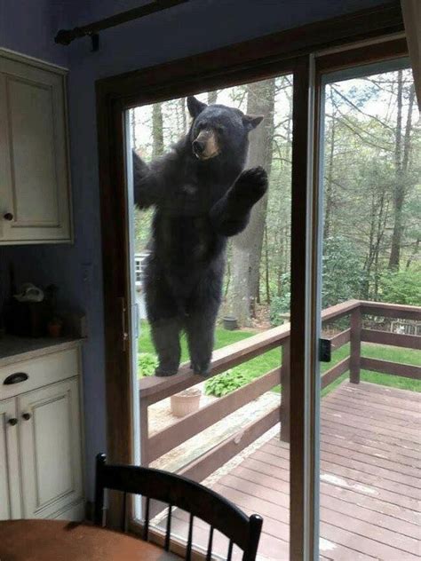 i met black bear when i arrived home Kindle Editon