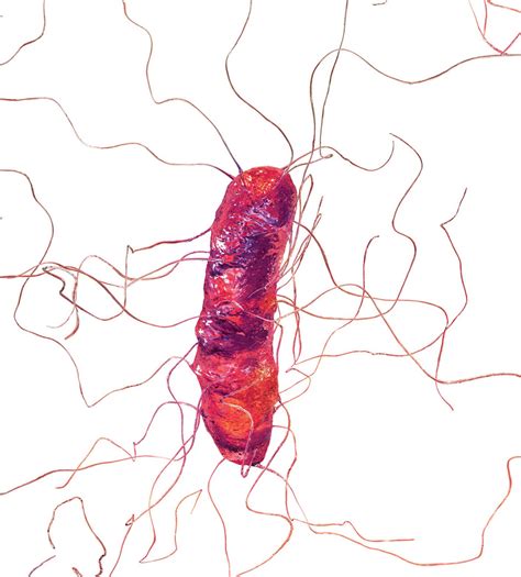 icd 10 clostridium difficile c diff