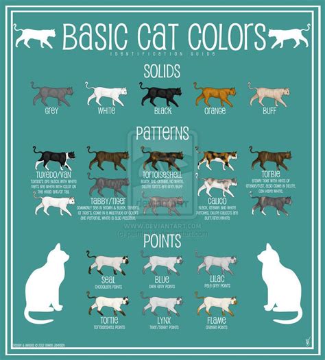 Identification Cat Color Chart