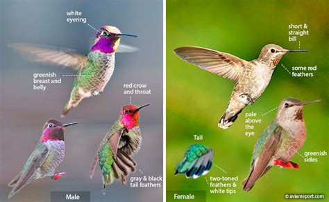 Identification Hummingbird Species Chart