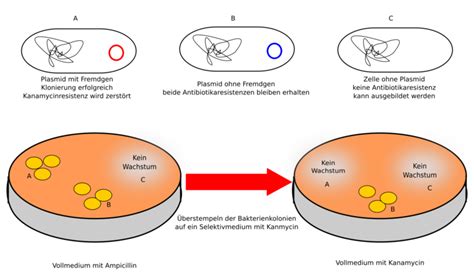 identifizierung biosynthese funktion bakterieller duftstoffe Reader
