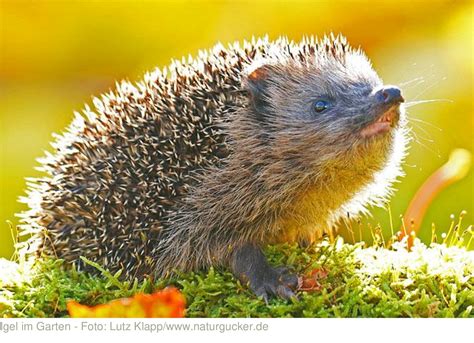 igel