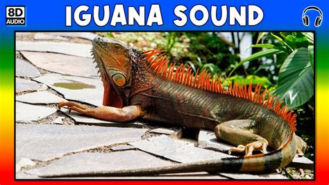 iguana noice