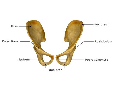 iliac bones