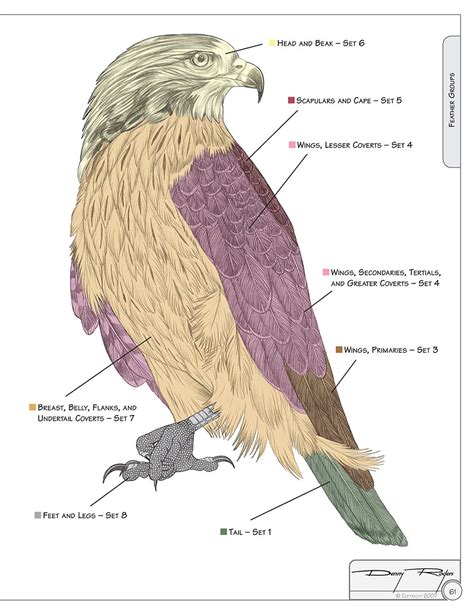 illustrated birds of prey red tailed hawk american kestral and peregrine falcon the ultimate reference guide PDF