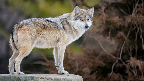 imágenes del lobo