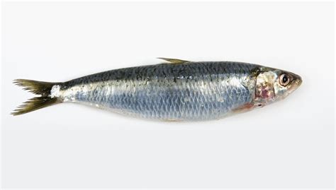 image of sardine