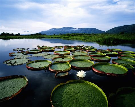 imagem do pantanal