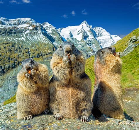 imagenes de marmotas