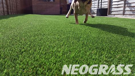 imitation grass for dogs