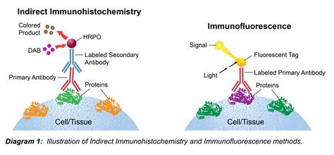 immunohistochemistry basics and methods Epub