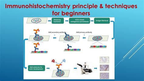 immunohistochemistry basics and methods Epub