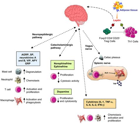 immunology of endocrine diseases Doc