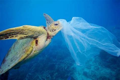 impact of use of plastic bags on environment observation