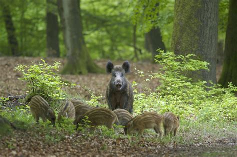 in de bossen dieren van dichtbij Epub