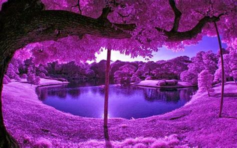 in violet nature