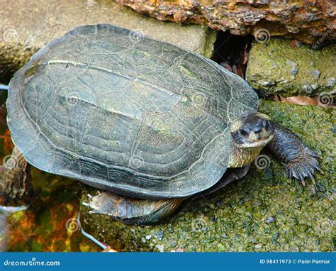 indian black turtle