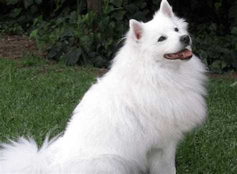 indian spitz