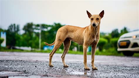 indian stray dog breed