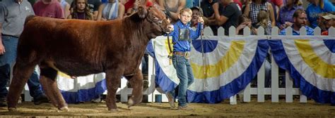 indiana state fair sheep check PDF