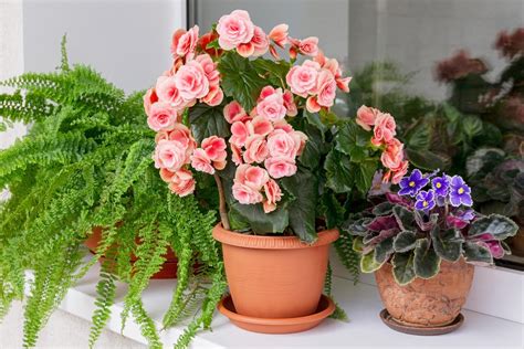 indoor flowering houseplants