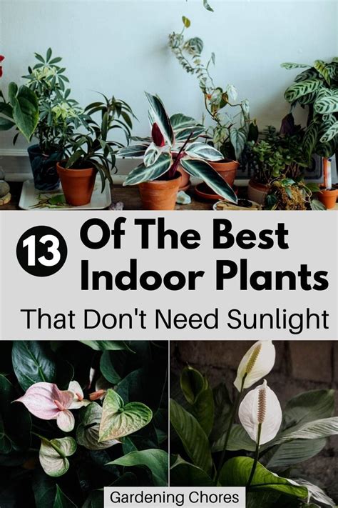 indoor flowering plants that don t need sunlight