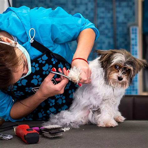 inexpensive dog groomers near me