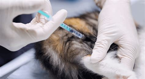 inexpensive pet vaccinations near me