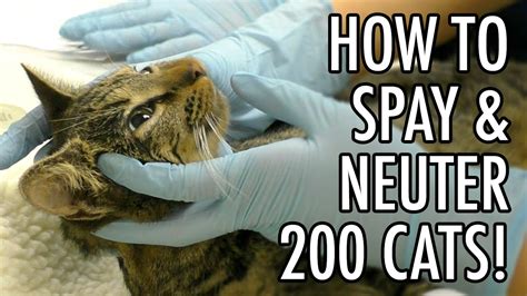 inexpensive spay for cats