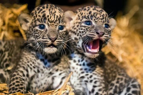 infant leopard