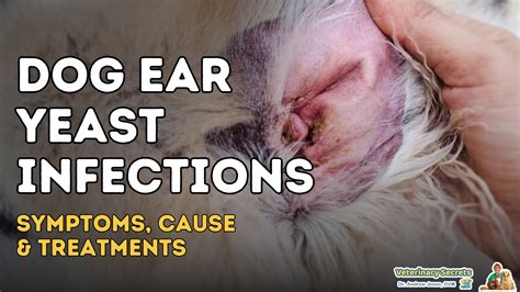 infection in dogs ears