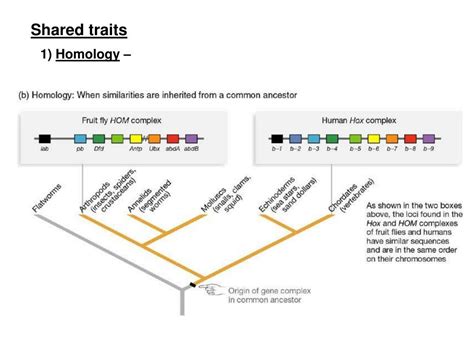 inferring phylogenies Epub