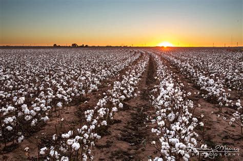 informacion sobre el cotton de texas