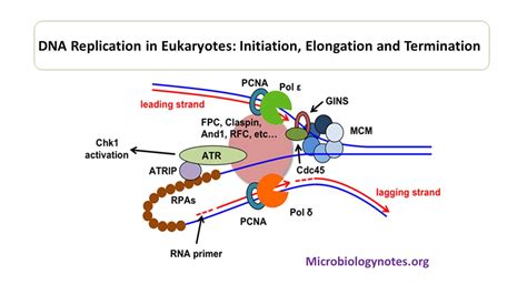 initiation dna replication eukaryotes Reader