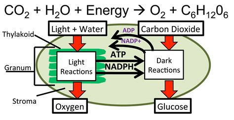 input and output of photosynthesis