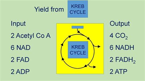 inputs and outputs of the krebs cycle