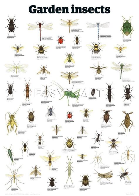 insects over 800 species illustrated in full color Kindle Editon
