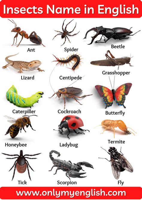 insects that start with t